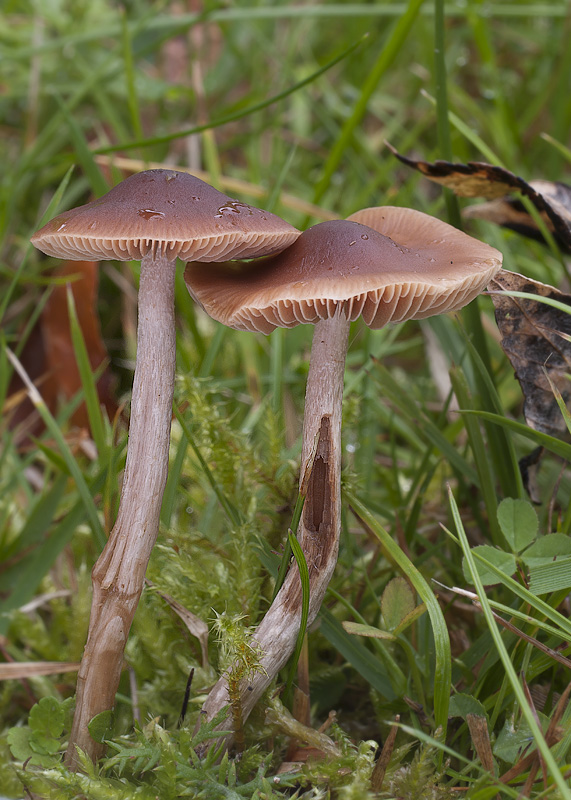 Naucoria rubriceps